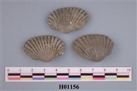 藏品(船蛤)的圖片